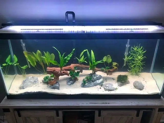 fish and fish aquarium Munseeb price — photo 10