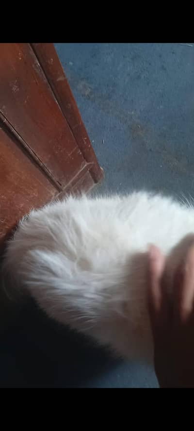 persian doll face kitten and male white colour urgent sale