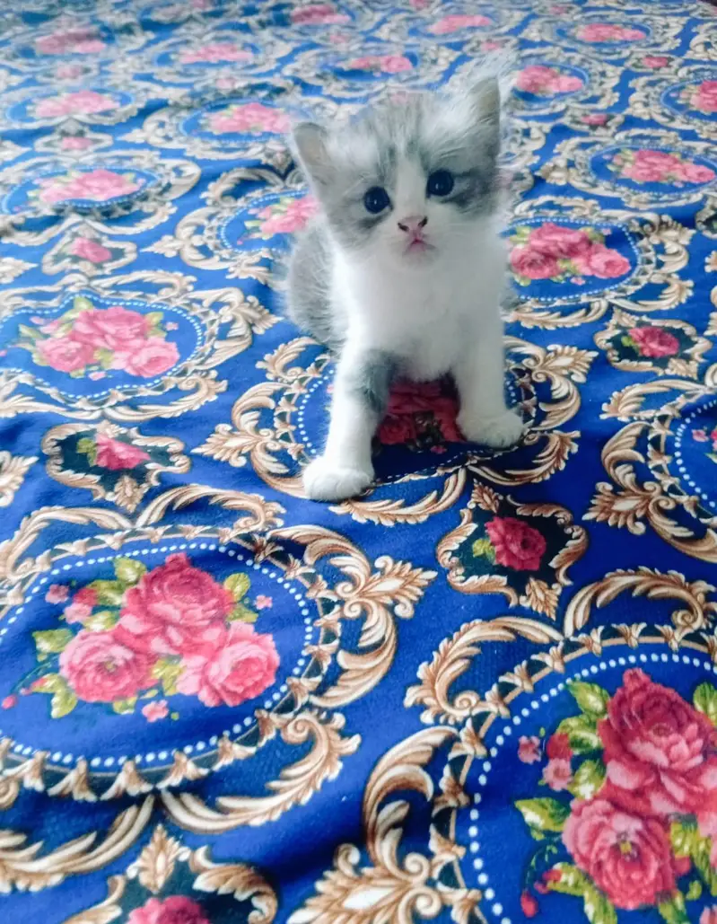 persian doll face kitten and male white colour urgent sale — photo 3