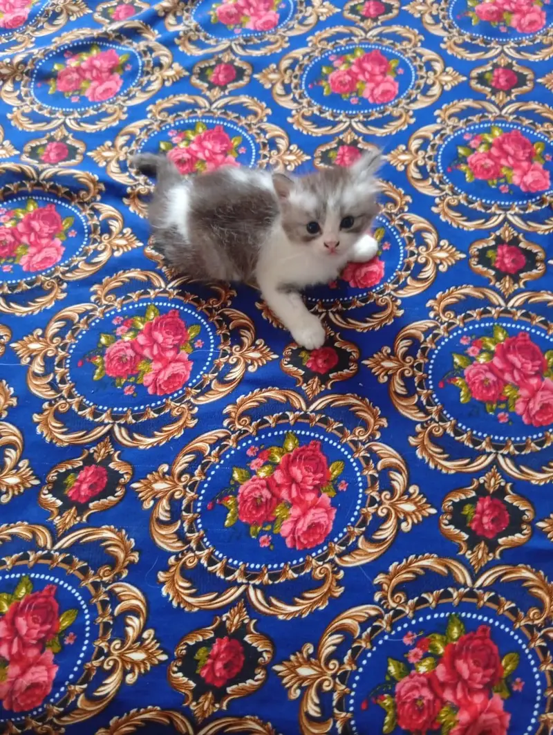 persian doll face kitten and male white colour urgent sale — photo 4