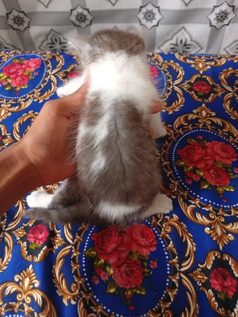 persian doll face kitten and male white colour urgent sale — photo 5