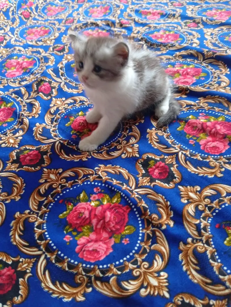 persian doll face kitten and male white colour urgent sale — photo 6