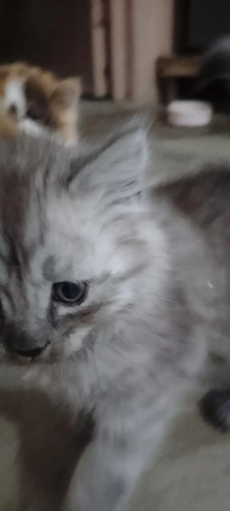 persian doll face kitten and male white colour urgent sale — photo 7