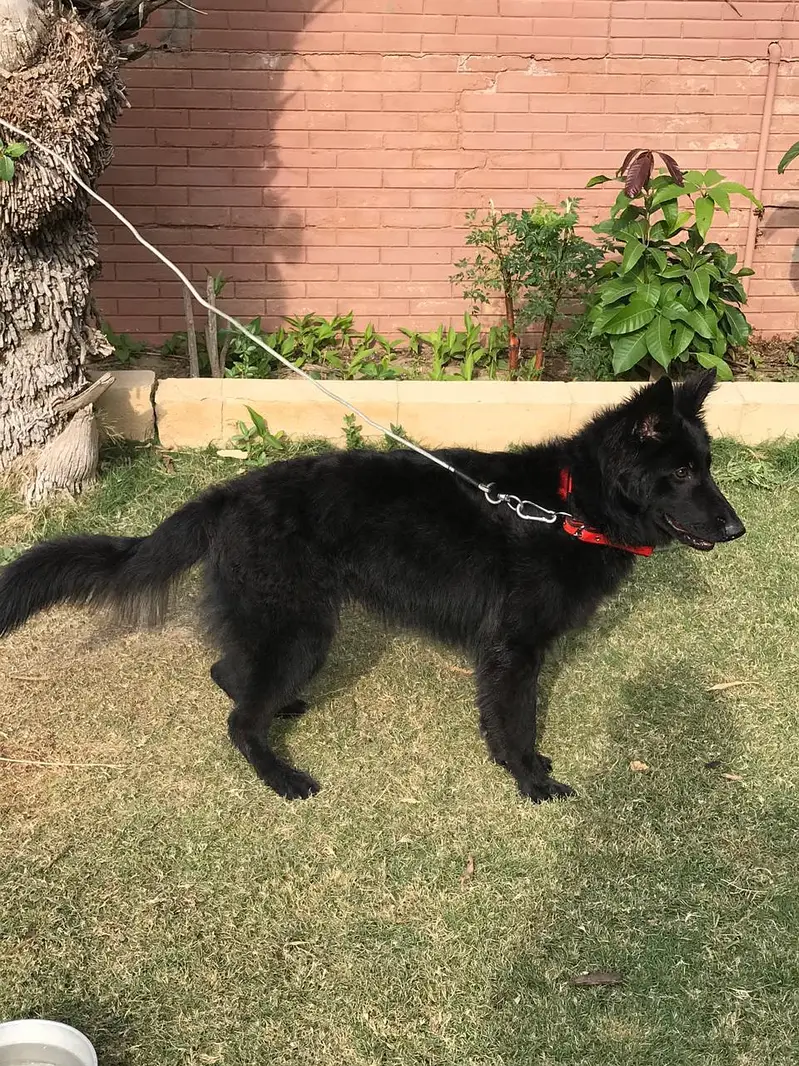 Black German Shepard — photo 2