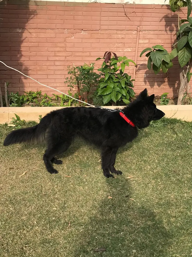 Black German Shepard — photo 3