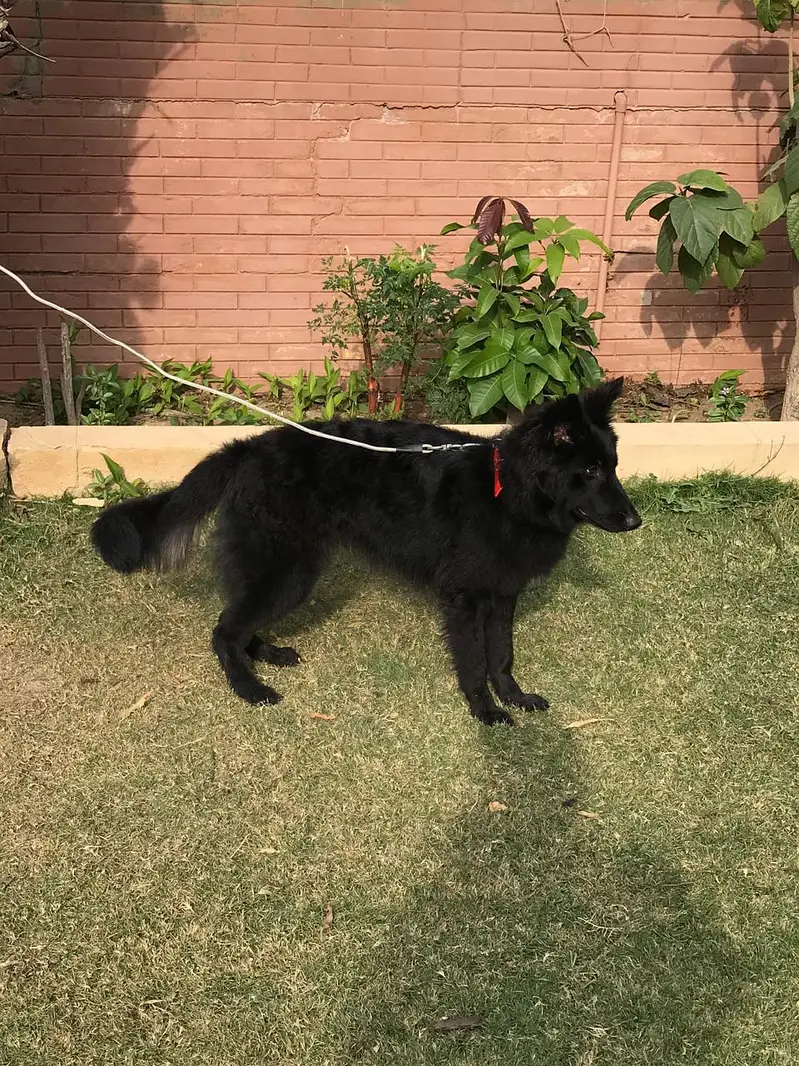 Black German Shepard — photo 4