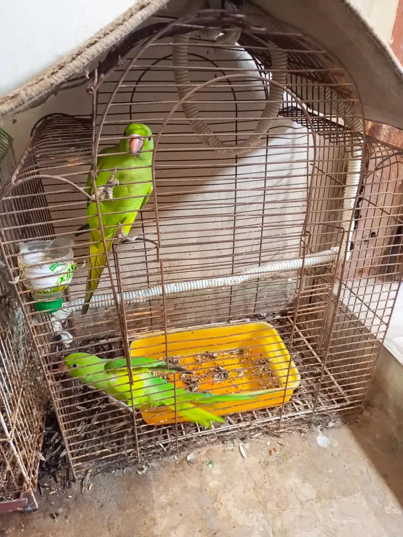 choty bachy liye thy ab 4 month k kareeb hm full hand tame hm gonna se — photo 6