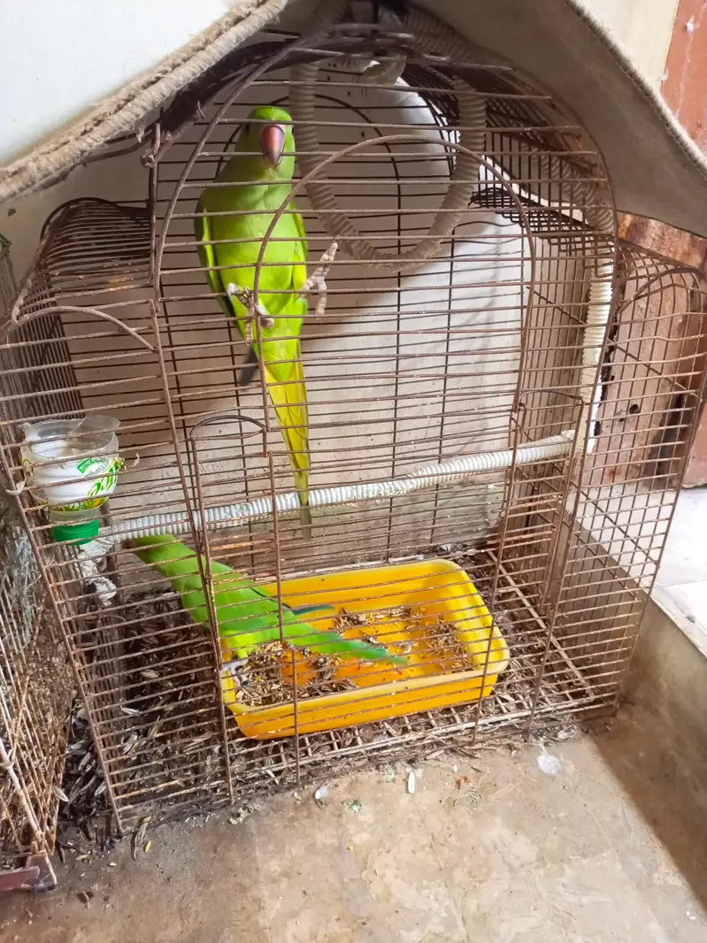 choty bachy liye thy ab 4 month k kareeb hm full hand tame hm gonna se — photo 7