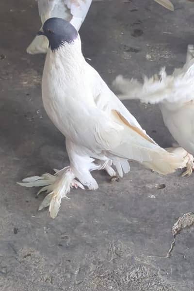 fancy Pegon Gray Head