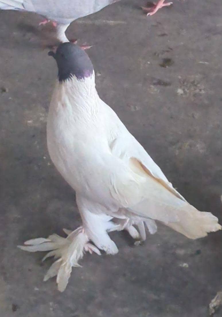 fancy Pegon Gray Head 2