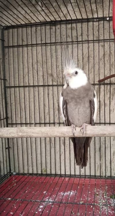 White Face Cocktail Male for sale 100% confirm male.