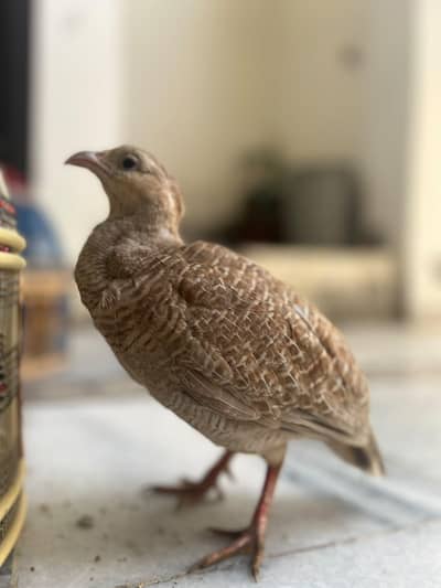 Beautiful Teetar Bird for Sale