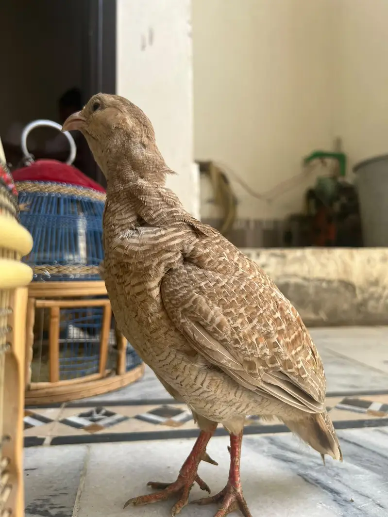 Beautiful Teetar Bird for Sale — photo 2