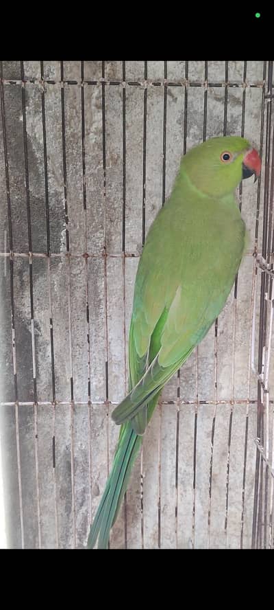 green ringneck female