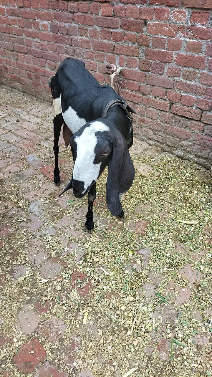 4 Rajanpori Goats (2 Female with 2 babies) — photo 2