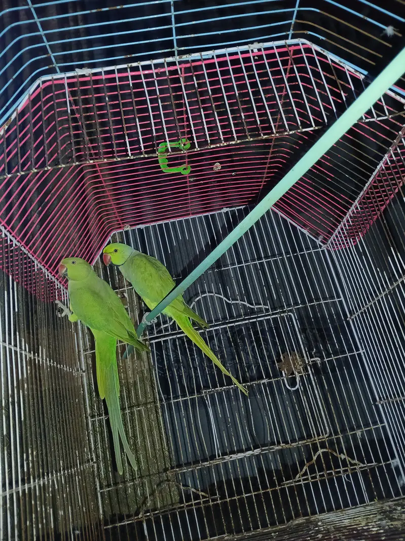 Beautiful adult ringneck — photo 3