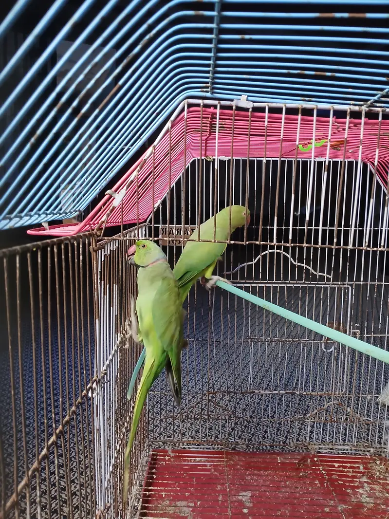 Beautiful adult ringneck — photo 4
