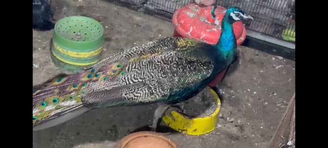 blue shoulder male for sale