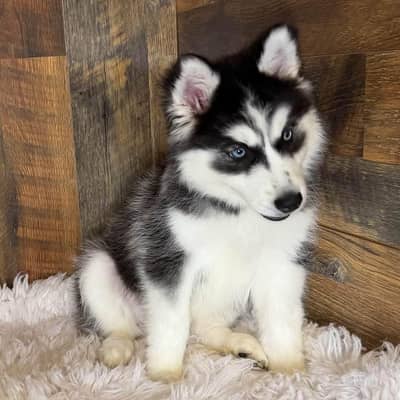 Siberian husky puppies dog for sale