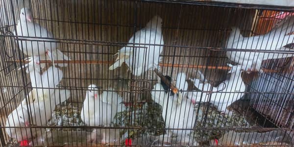 White Young Fancy Lucky Peigon