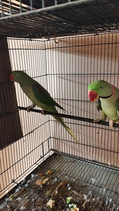 Raw parrots pair | breeder pair | kashimiri raw chicks | breeder pair