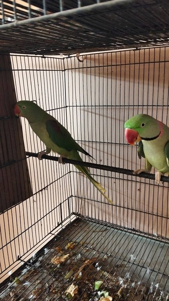 Raw parrots pair | breeder pair | kashimiri raw chicks | breeder pair 0