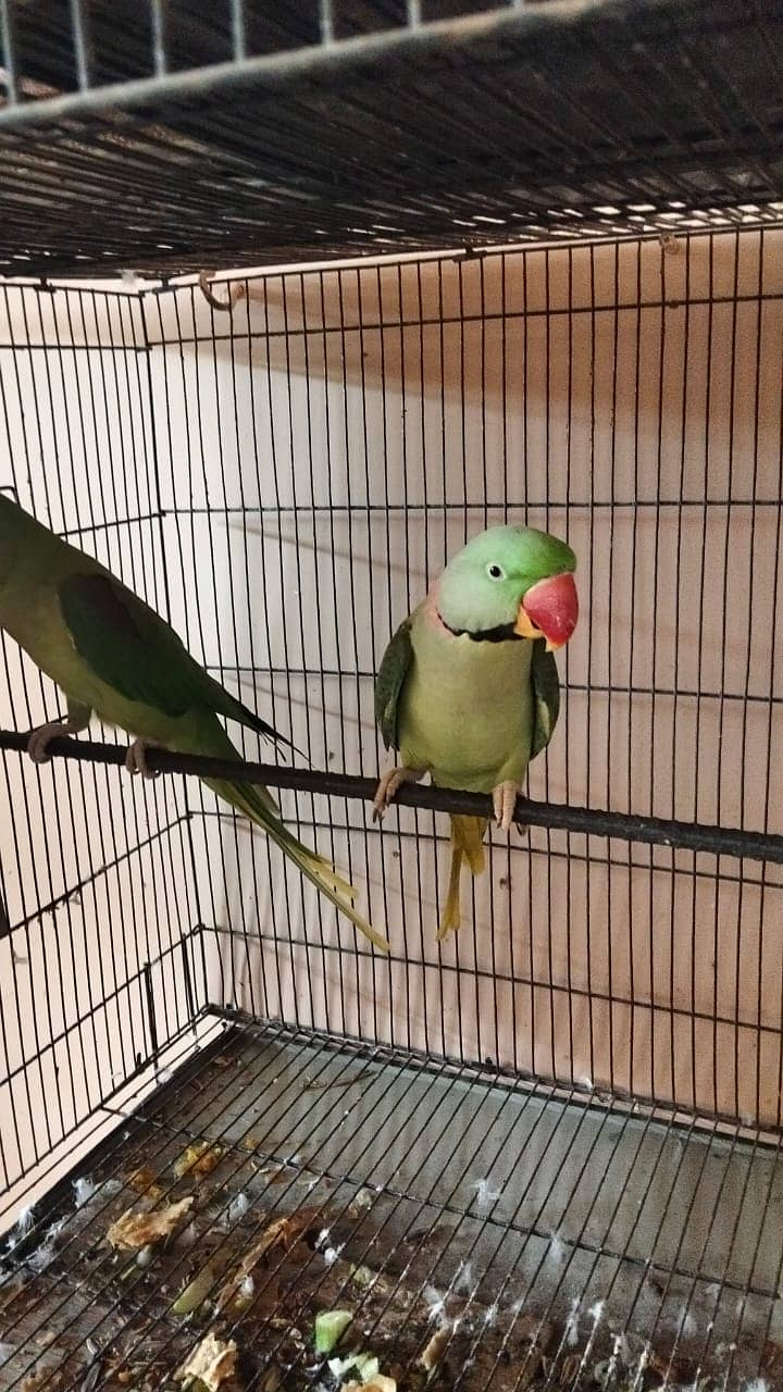 Raw parrots pair | breeder pair | kashimiri raw chicks | breeder pair 1