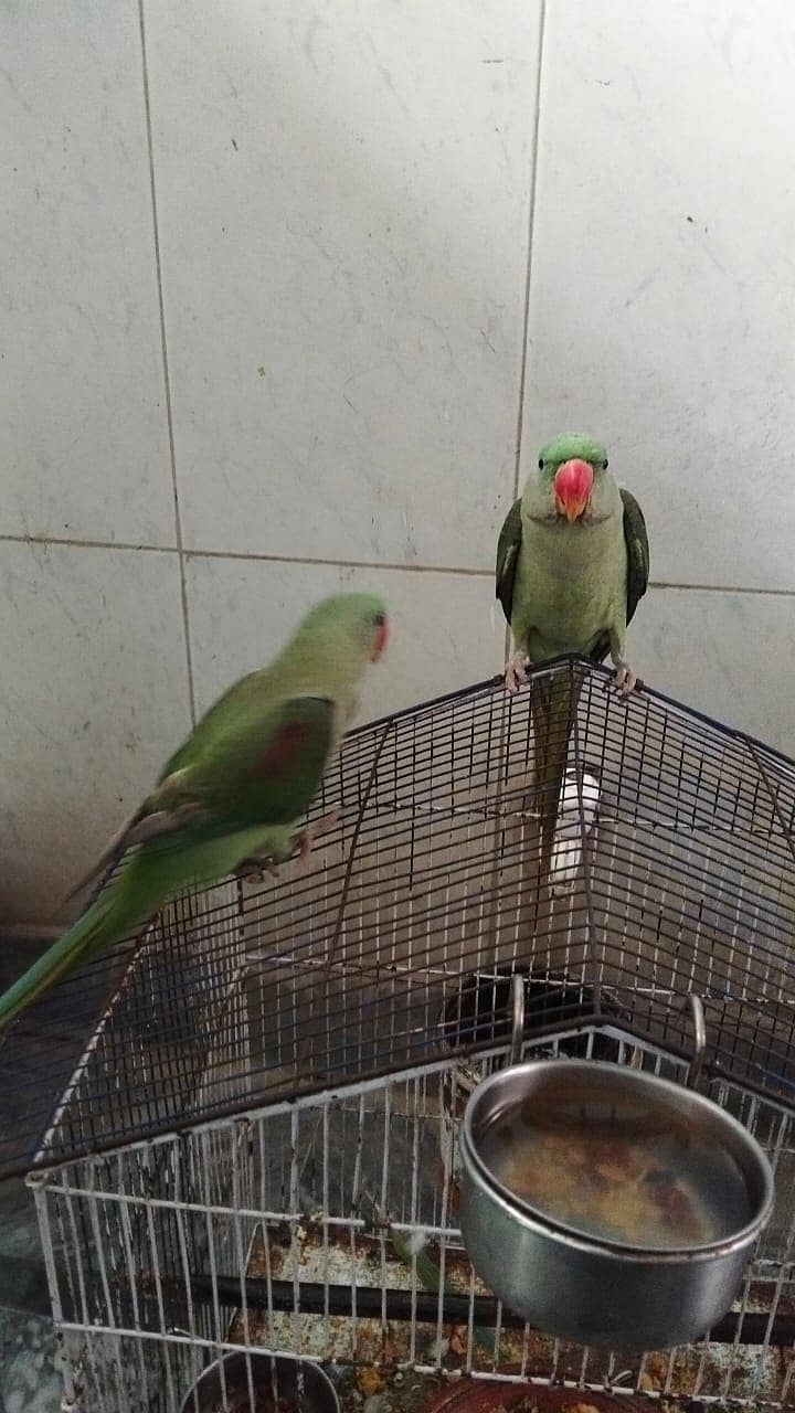 Raw parrots pair | breeder pair | kashimiri raw chicks | breeder pair 2