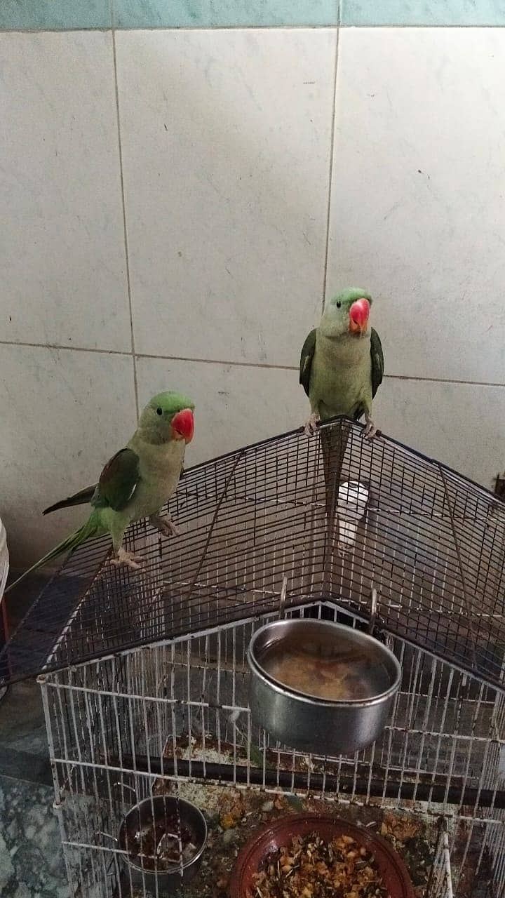 Raw parrots pair | breeder pair | kashimiri raw chicks | breeder pair 3