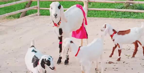 3 Bacchon Ka Sath Desi Bakri For Sale _  03288110750