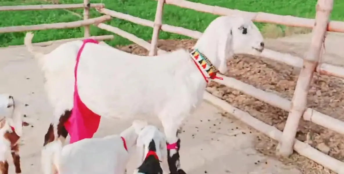 3 Bacchon Ka Sath Desi Bakri For Sale _  03288110750 — photo 3