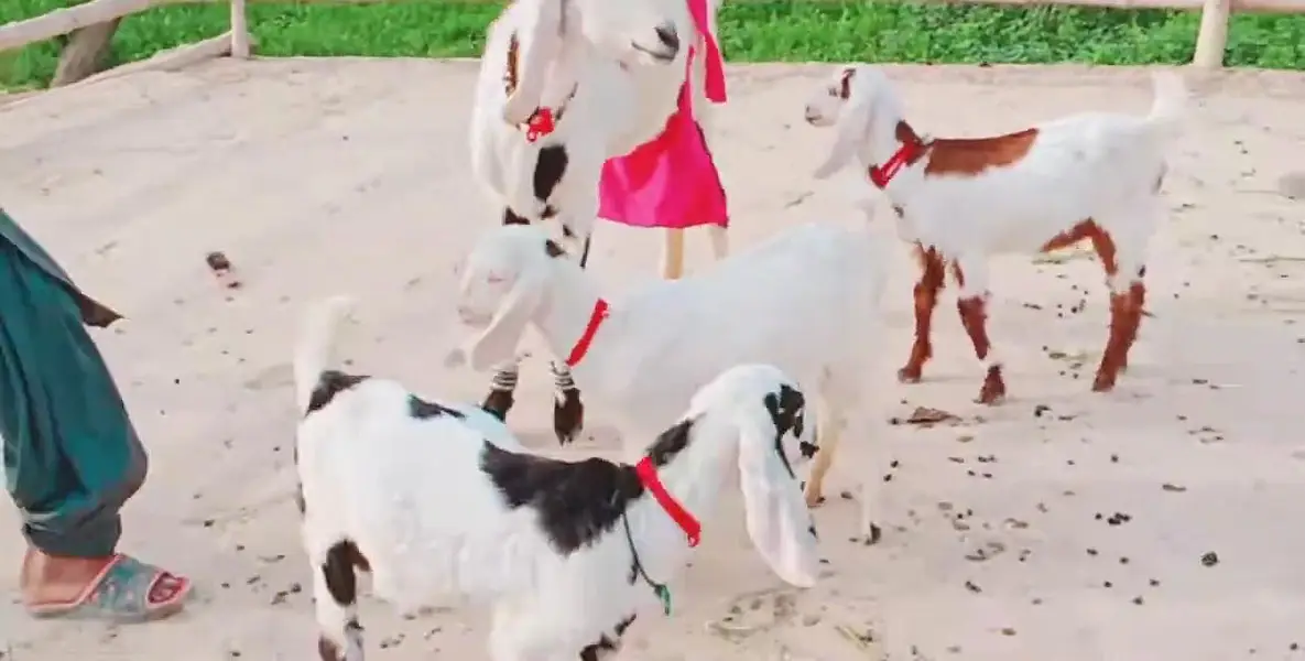 3 Bacchon Ka Sath Desi Bakri For Sale _  03288110750 — photo 7