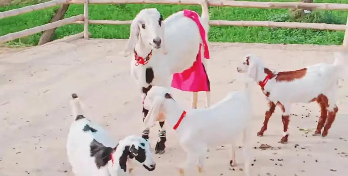 3 Bacchon Ka Sath Desi Bakri For Sale _  03288110750 — photo 9