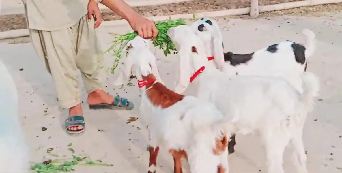 3 Bacchon Ka Sath Desi Bakri For Sale _  03288110750 — photo 10