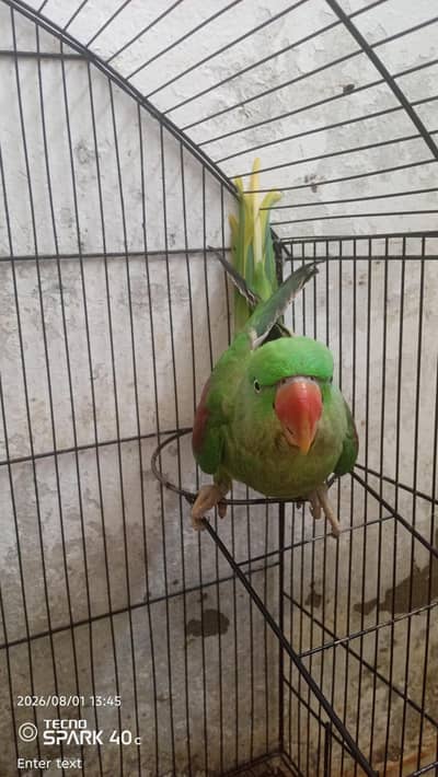 parrot