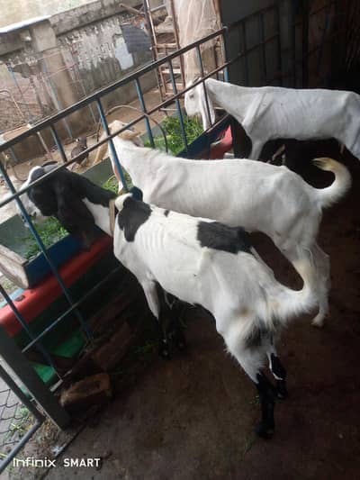 Bakreyan for sale