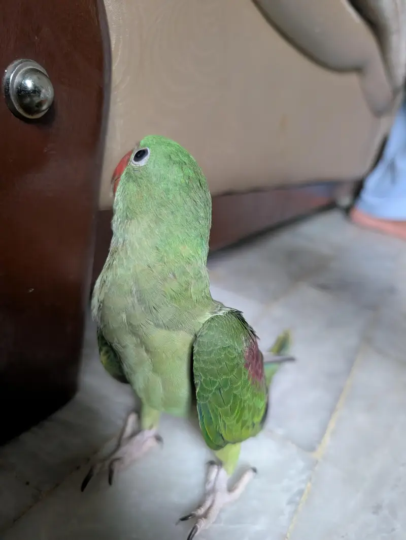 Raw Self chick — photo 2