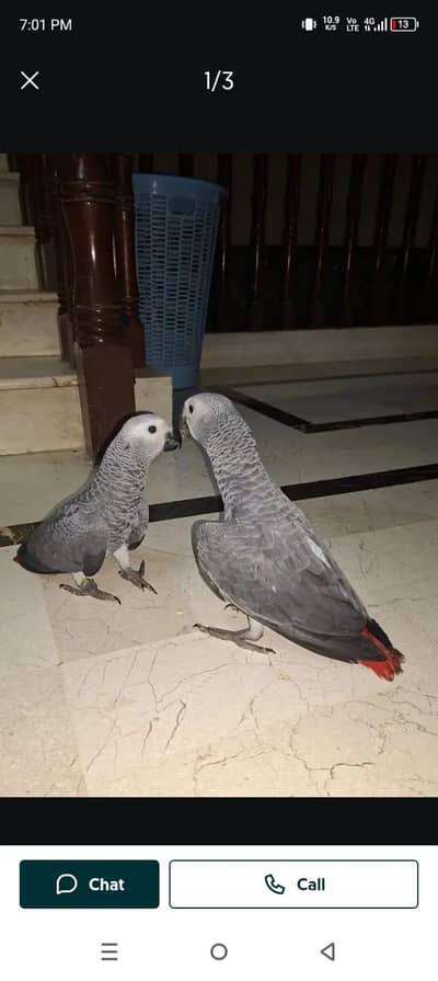 African grey parrot cheeks for sale 033.5=1.1=4.1=17.9