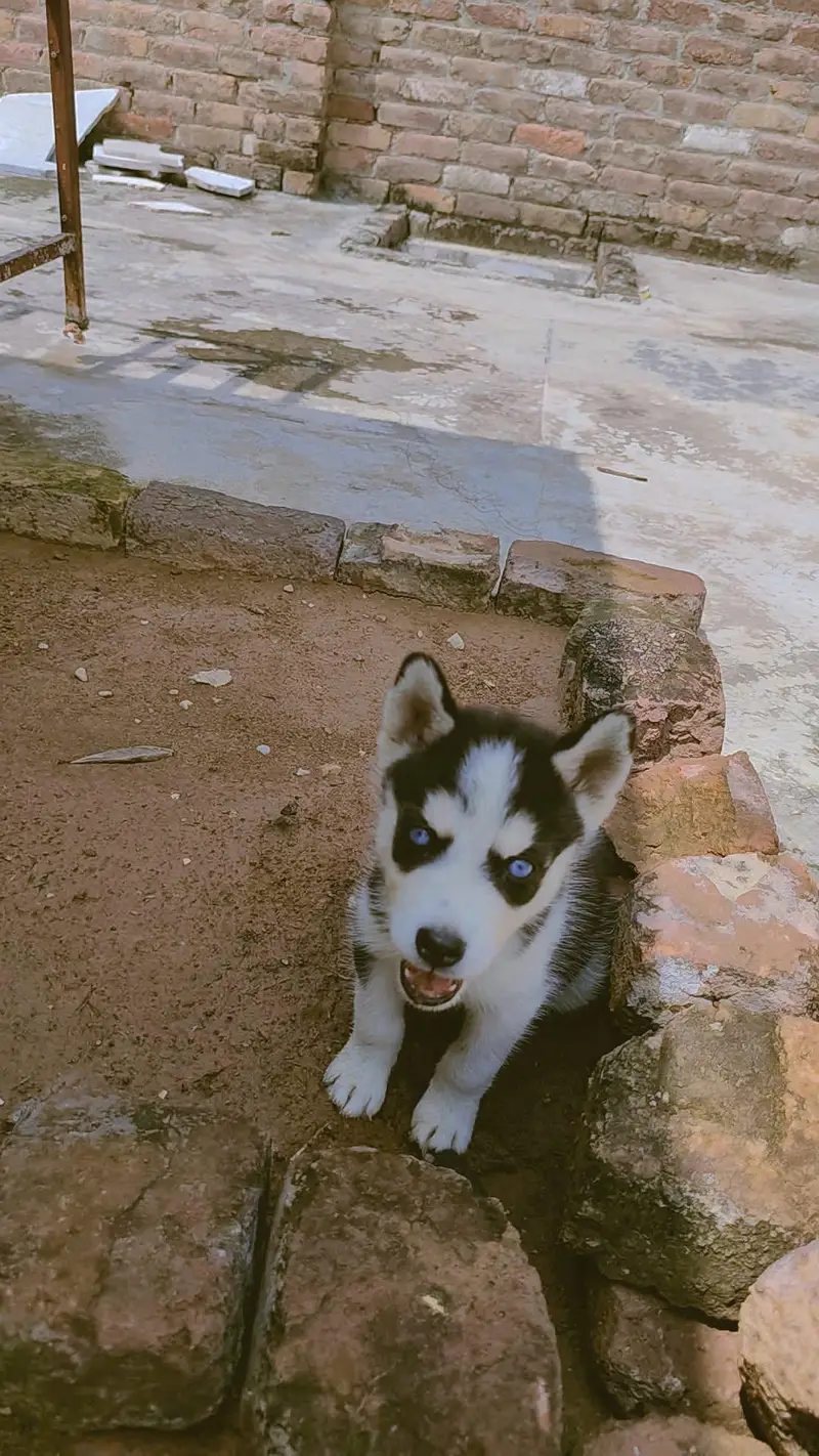 Siberian husky 45 days 3 cott blue eyes — photo 2