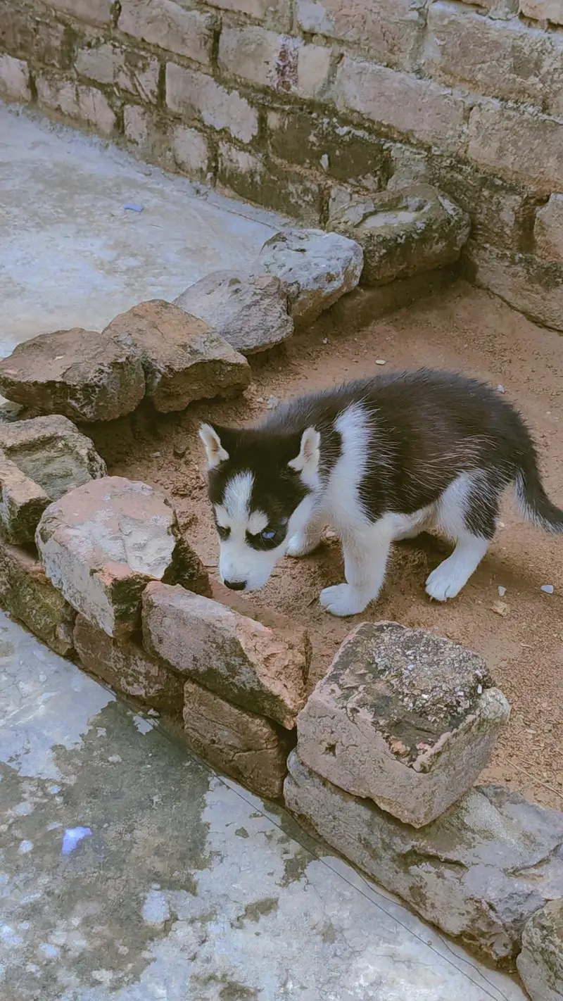 Siberian husky 45 days 3 cott blue eyes — photo 3
