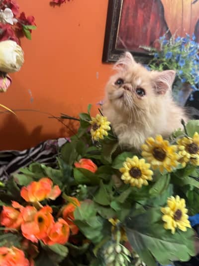 peki female  kitren cfa bloodline 2.5 months
