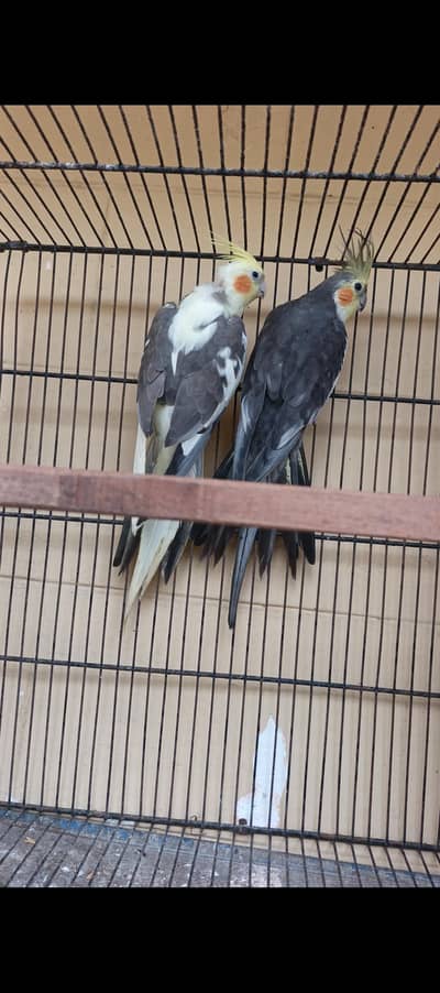 cockatiel comform breeder pair