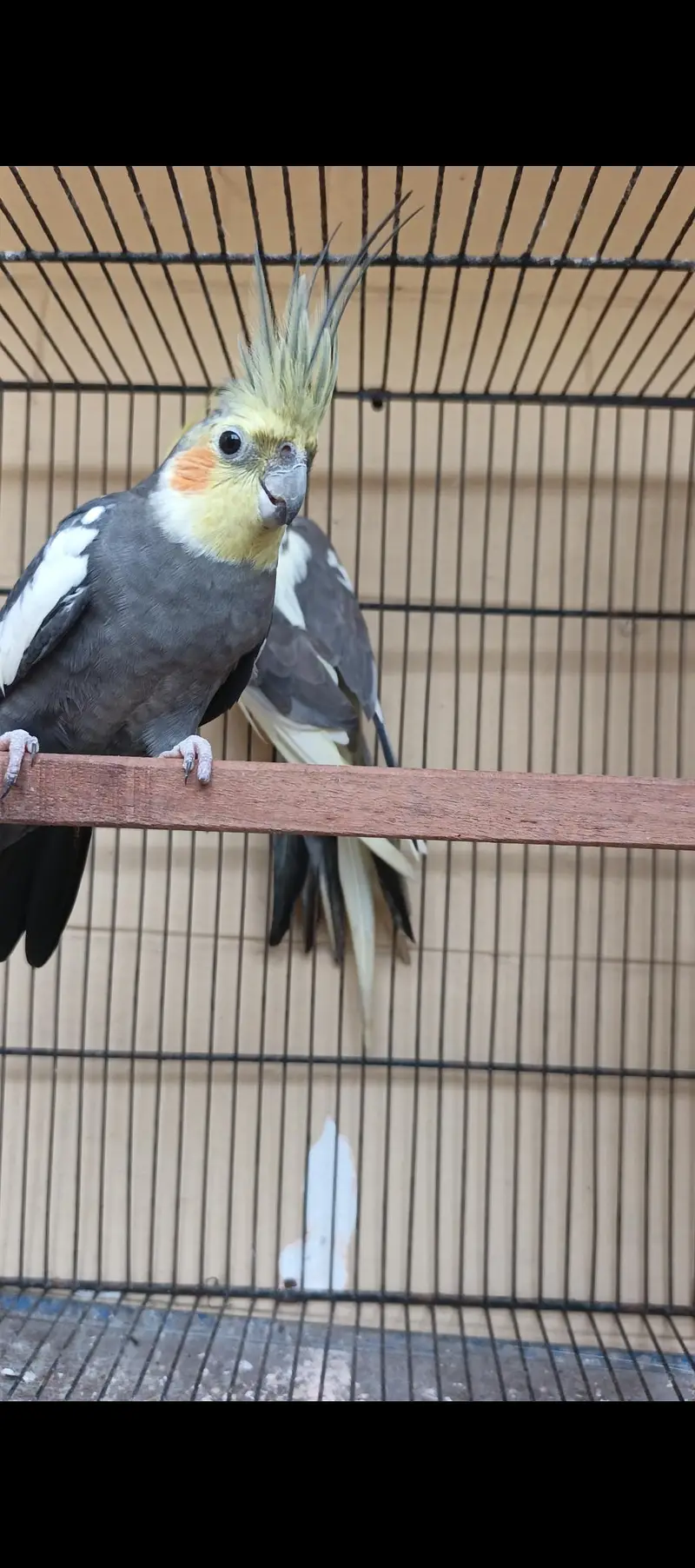 cockatiel comform breeder pair — photo 2