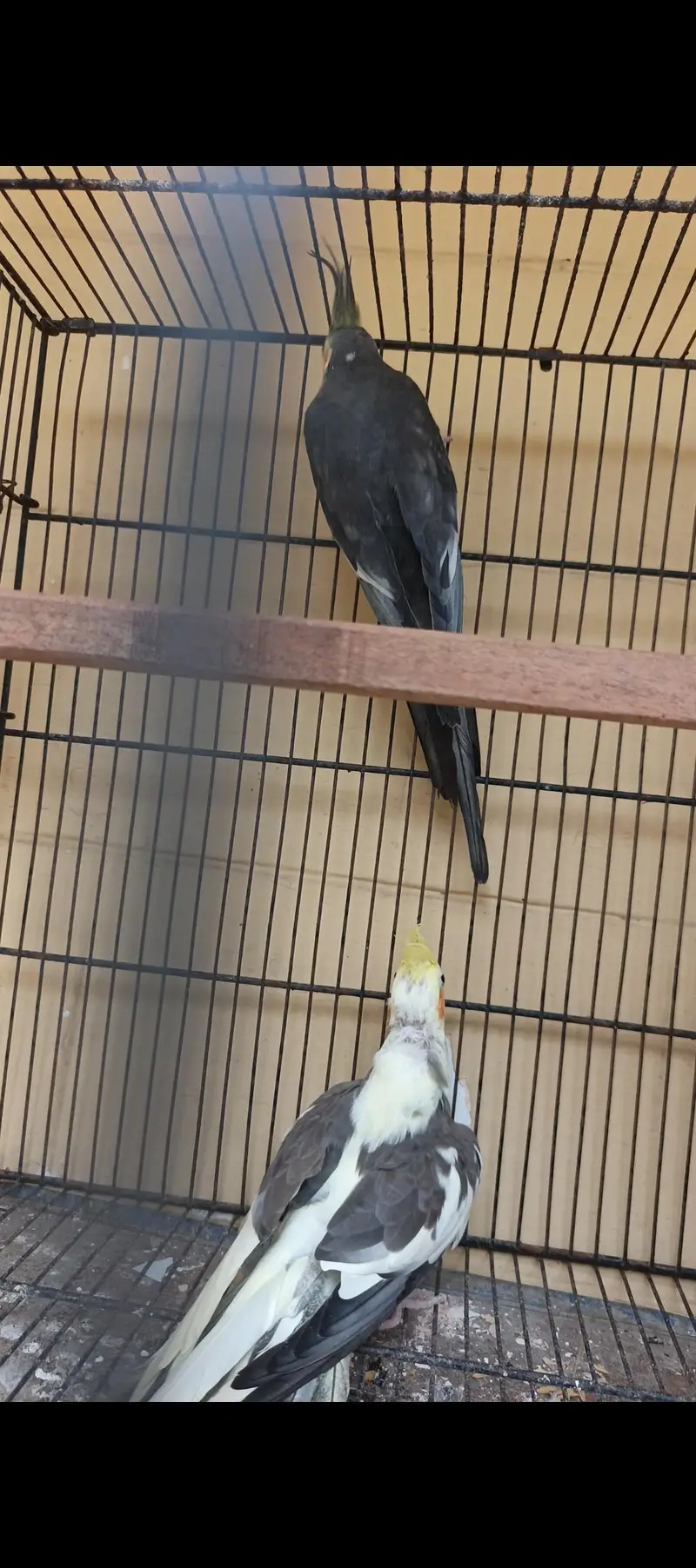 cockatiel comform breeder pair — photo 3