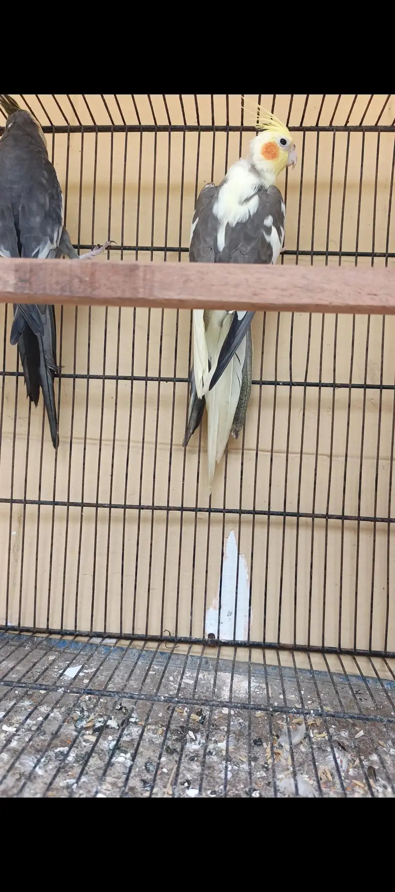 cockatiel comform breeder pair — photo 4