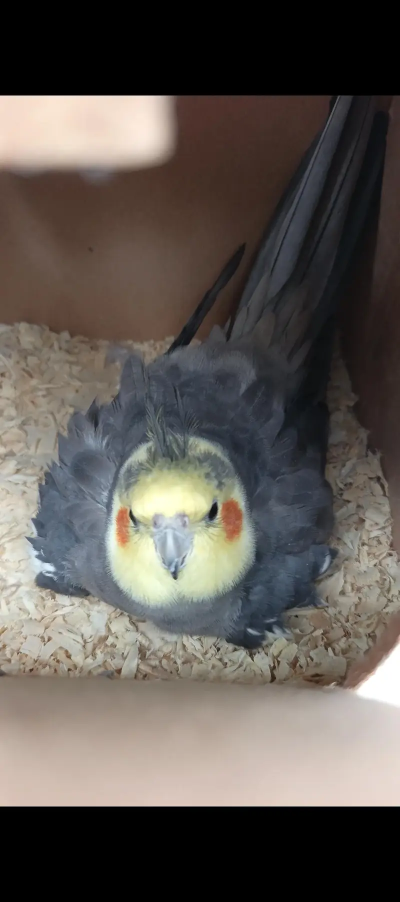 cockatiel comform breeder pair — photo 5