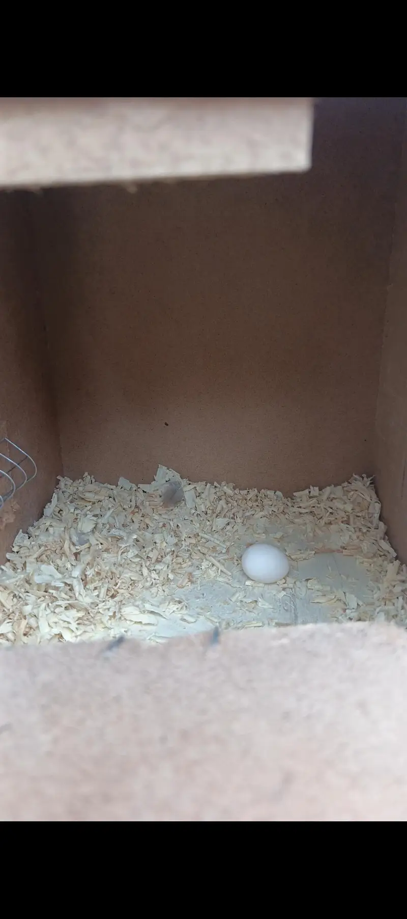 cockatiel comform breeder pair — photo 6