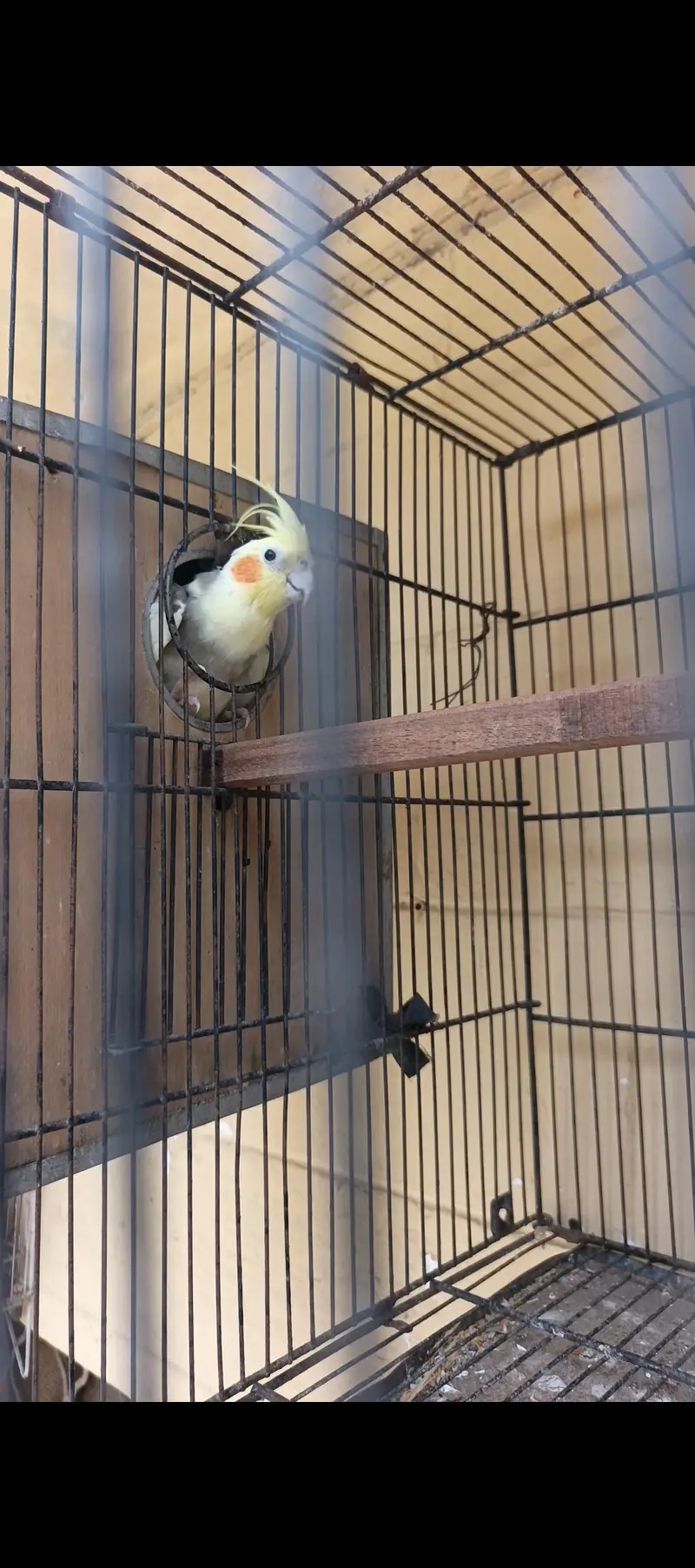cockatiel comform breeder pair — photo 7