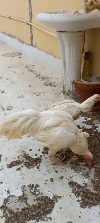 Aseel heera murgha for sale