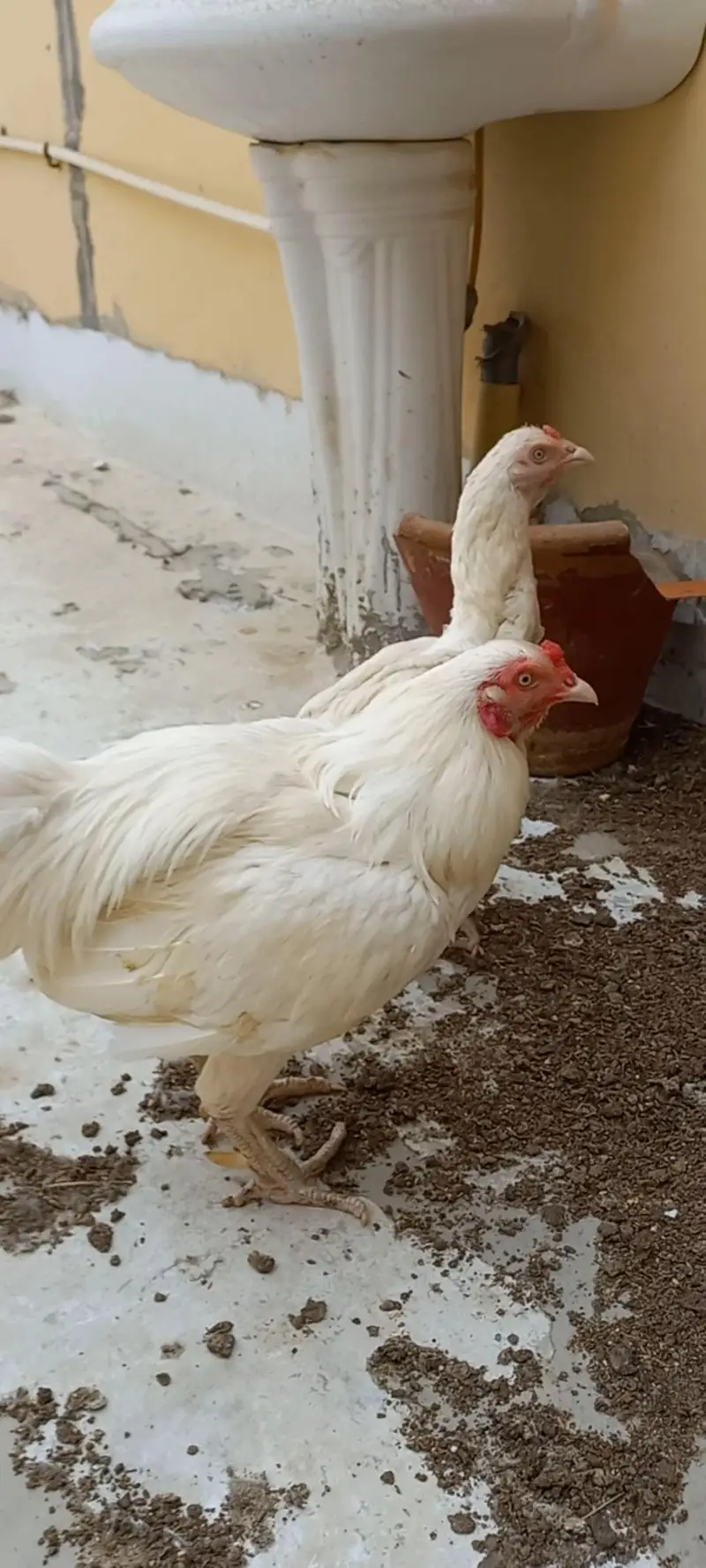 Aseel heera murgha for sale — photo 4